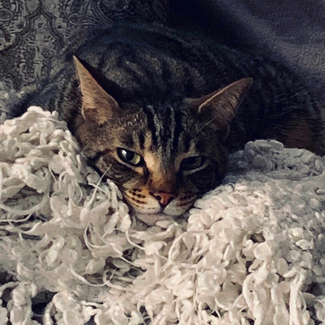 Gas a rejoint le concours — aidez-le/la à gagner de superbes lots ! animal, blanket, cat, closeup, comfort, cozy, cute, feline, fur, home, indoor, patterned_background, pet, relaxed, resting, sleepy, soft, tabby, texture, whiskers