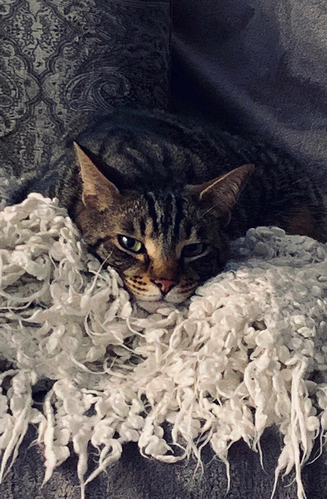 Gas a rejoint le concours — aidez-le/la à gagner de superbes lots ! cat, tabby, blanket, cozy, resting, feline, fur, whiskers, relaxed, indoor, patterned_background, texture, closeup, pet, animal, cute, sleepy, soft, comfort, home