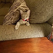 Jojo is registered to the contest to win money with this photo: cat, tabby_cat, pet, collar, couch, cushion, furniture, indoor, relaxed, sleepy, cozy, brown, textured, wooden_table, home, nap, animal, cute, resting, feline