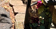 Nova is registered to the contest to win money with this photo: adorable, animal, cat, closeup, curious, daylight, flower, garden, greenery, kitten, metal, nature, outdoor, peek, pet, plant, shadow, small, sunlight, wood