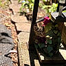 Nova is registered to the contest to win money with this photo: kitten, cat, plant, flower, sunlight, shadow, outdoor, garden, curious, peek, wood, metal, nature, greenery, pet, animal, daylight, closeup, small, adorable