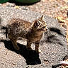 Nova is registered to the contest to win money with this photo: kitten, cat, tabby, animal, pet, outdoor, sunlight, shadow, pavement, curious, small, fur, young, nature, exploring, mammal, whiskers, ears, side_view, playful