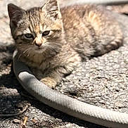 Nova is registered to the contest to win money with this photo: kitten, cat, tabby, outdoor, sunlight, hose, animal, pet, young, fur, resting, nature, curious, small, texture, shadow, ground, daylight, playful, cute