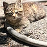 kitten, cat, tabby, outdoor, sunlight, hose, animal, pet, young, fur, resting, nature, curious, small, texture, shadow, ground, daylight, playful, cute