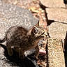 kitten, cat, animal, outdoor, sunlight, shadow, stone, curious, striped, small, pet, nature, walking, young, feline, exploring, texture, closeup, paw, side_view