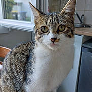 Choukette participe au concours pour gagner de l'argent avec cette photo : cat, tabby, indoor, kitchen, window, table, pet, fur, whiskers, eyes, feline, curious, domestic, animal, sitting, closeup, white, brown, black, young