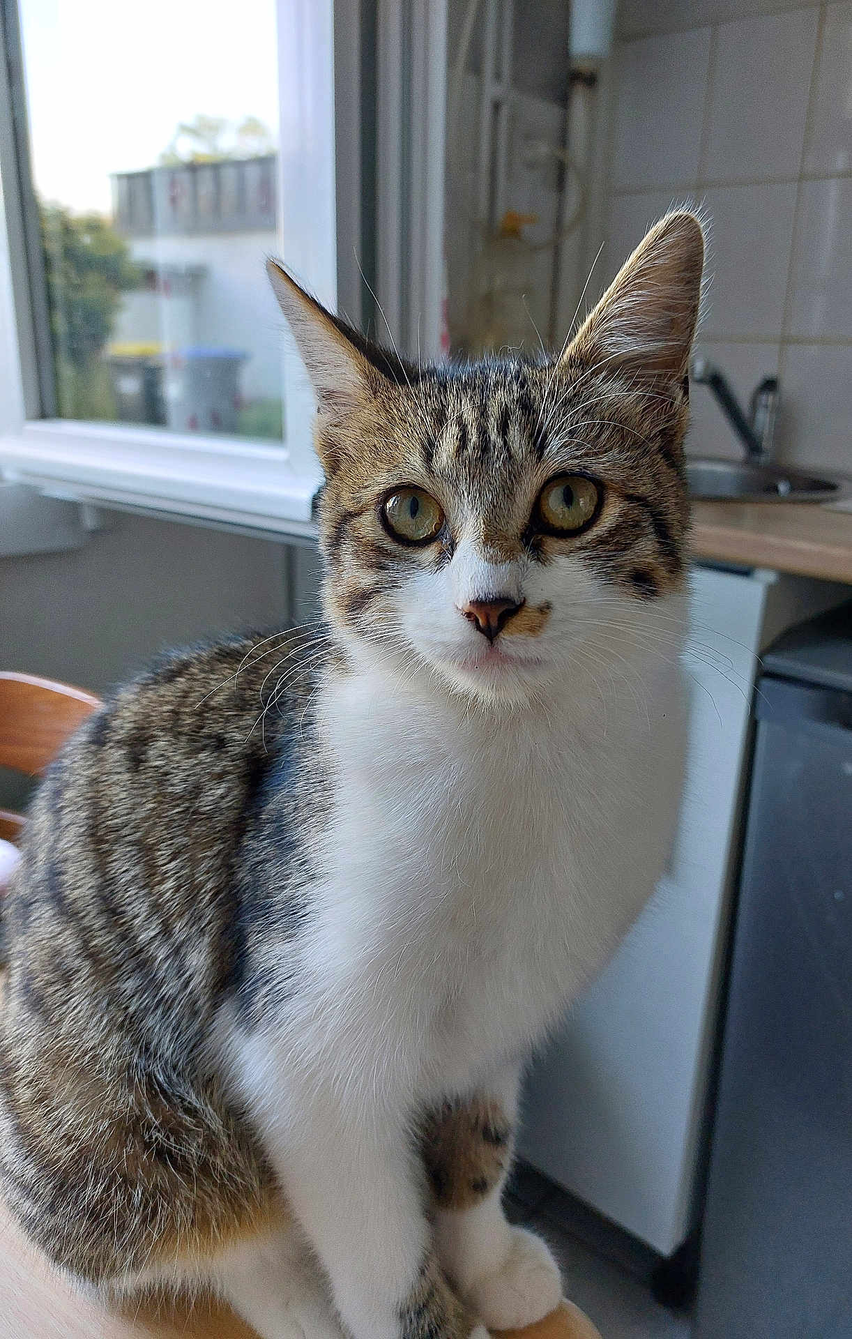 Choukette participe au concours pour gagner de l'argent avec cette photo : cat, tabby, indoor, kitchen, window, table, pet, fur, whiskers, eyes, feline, curious, domestic, animal, sitting, closeup, white, brown, black, young