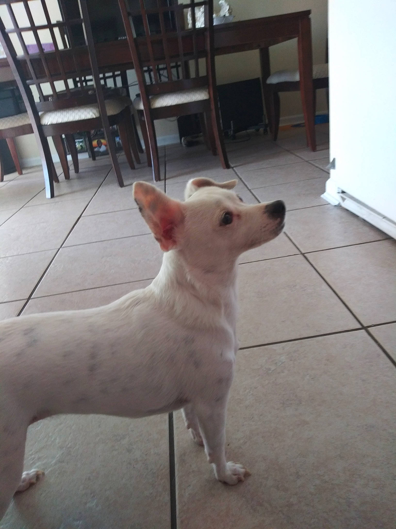 Charlotte is registered to the contest to win money with this photo: canidae, carnivore, chihuahua, companion_dog, dog, dog_breed, fawn, gull_terr, mammal, non_sporting_group, rare_breed_dog, vertebrate