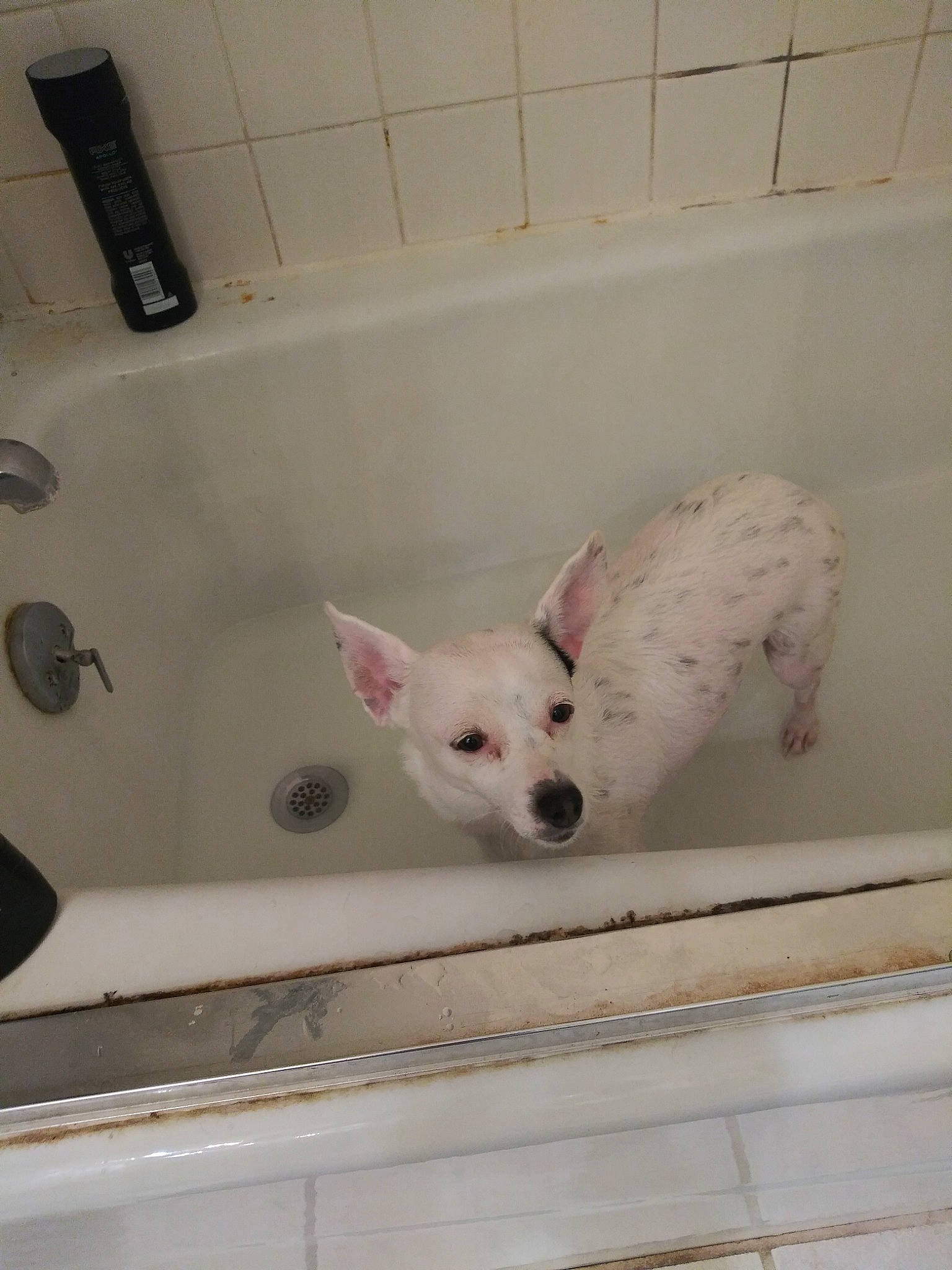 Charlotte joined the competition — help win amazing prizes! bathtub, canidae, carnivore, dog, dog_breed, fawn, mammal, non_sporting_group, snout