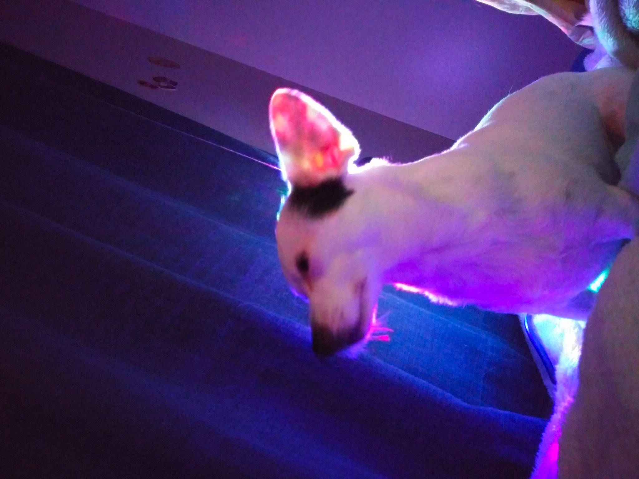 Charlotte joined the competition — help win amazing prizes! bull_terrier, bull_terrier_miniature, canidae, carnivore, dog, dog_breed, fawn, non_sporting_group