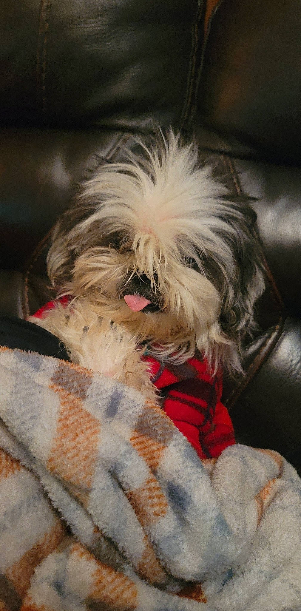 Patchie is registered to the contest to win money with this photo: canidae, carnivore, comfort, companion_dog, dog, dog_breed, dog_supply, ear, fawn, fur, liver, maltepoo, nap, pet_supply, small_terrier, snout, sporting_group, terrier, toy_dog, working_animal