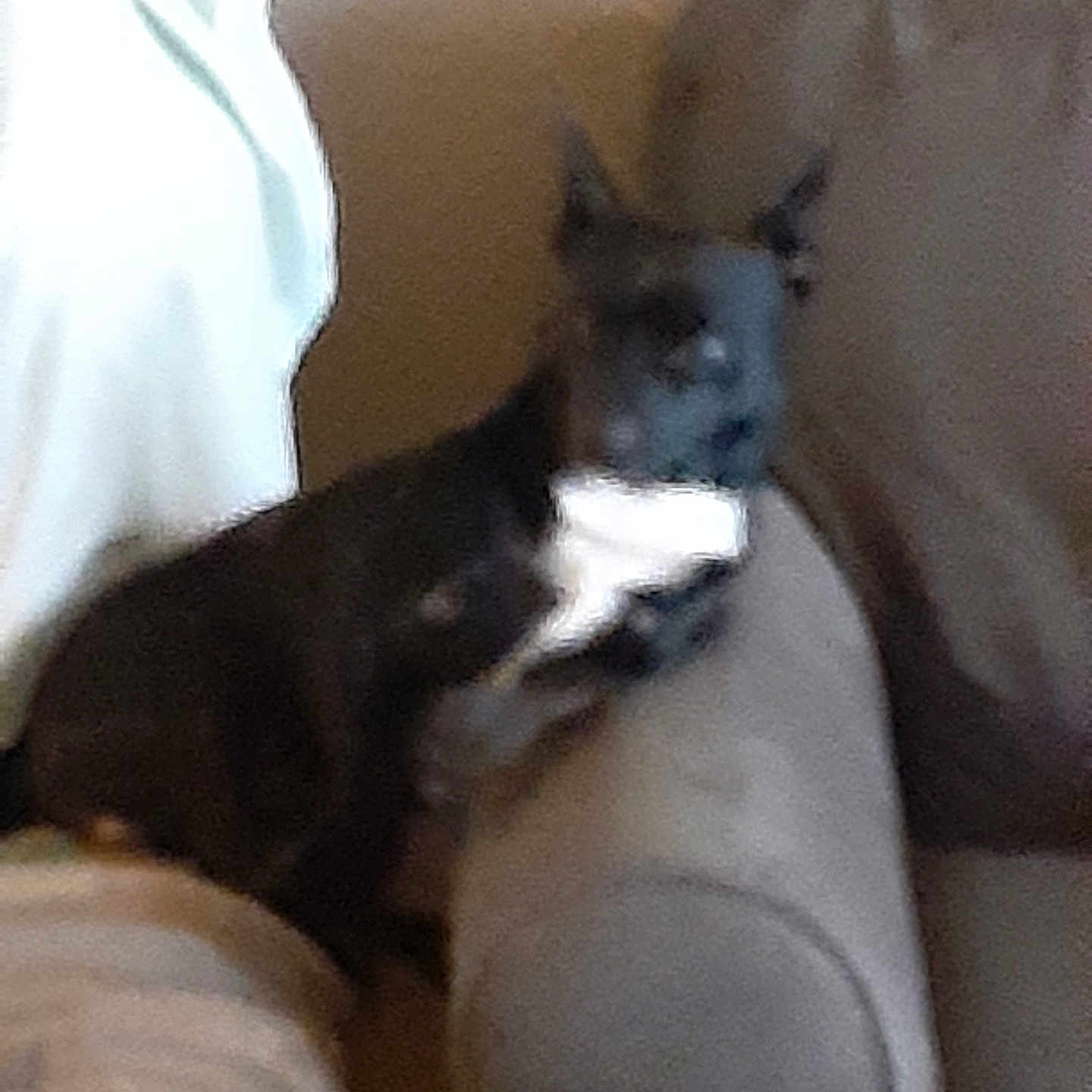 Chip