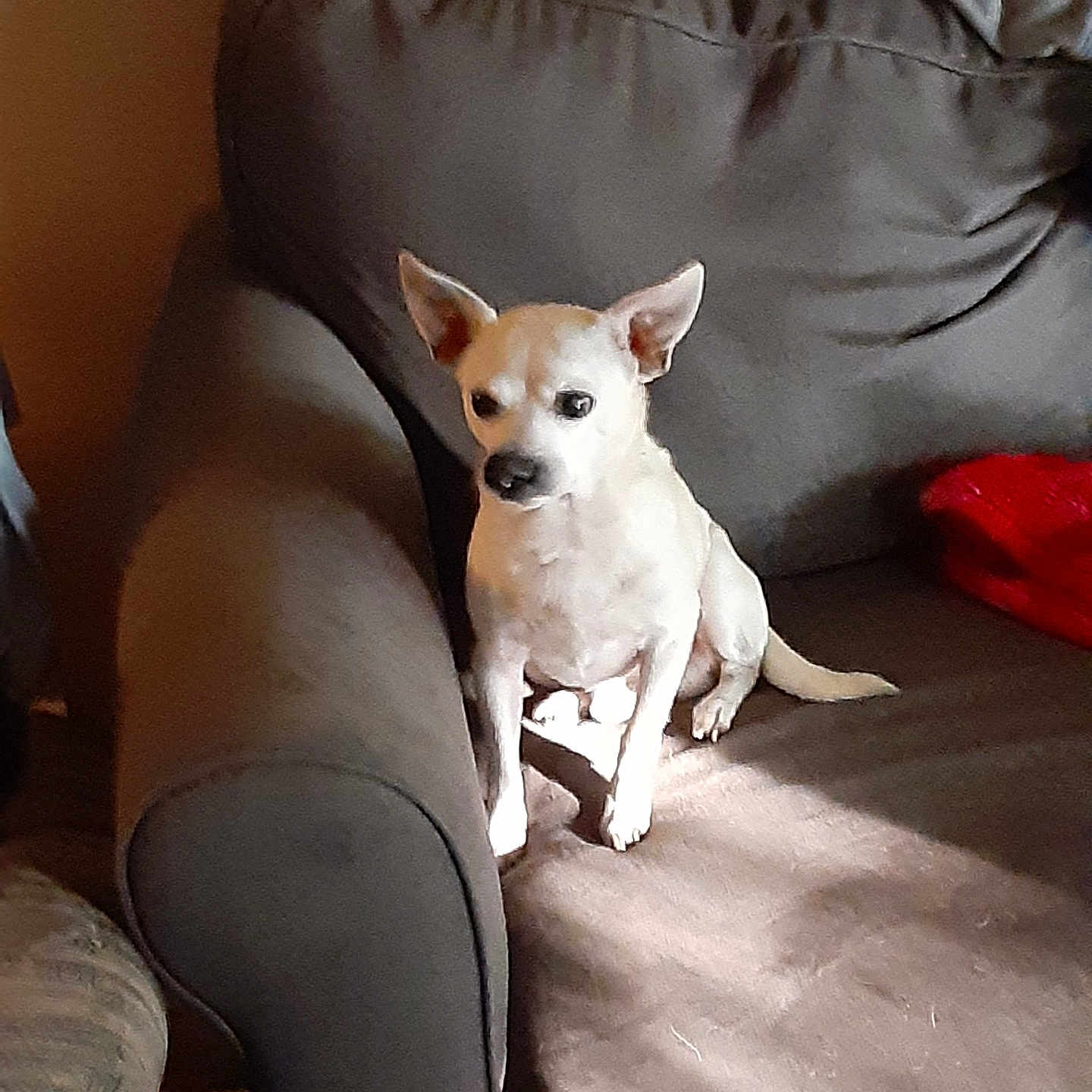 Littlefoot is registered to the contest to win money with this photo: animal, architecture, armchair, ball, building, canine, chair, chihuahua, couch, cushion, dog, furniture, homedecor, hound, indoors, livingroom, person, pet, puppy, room
