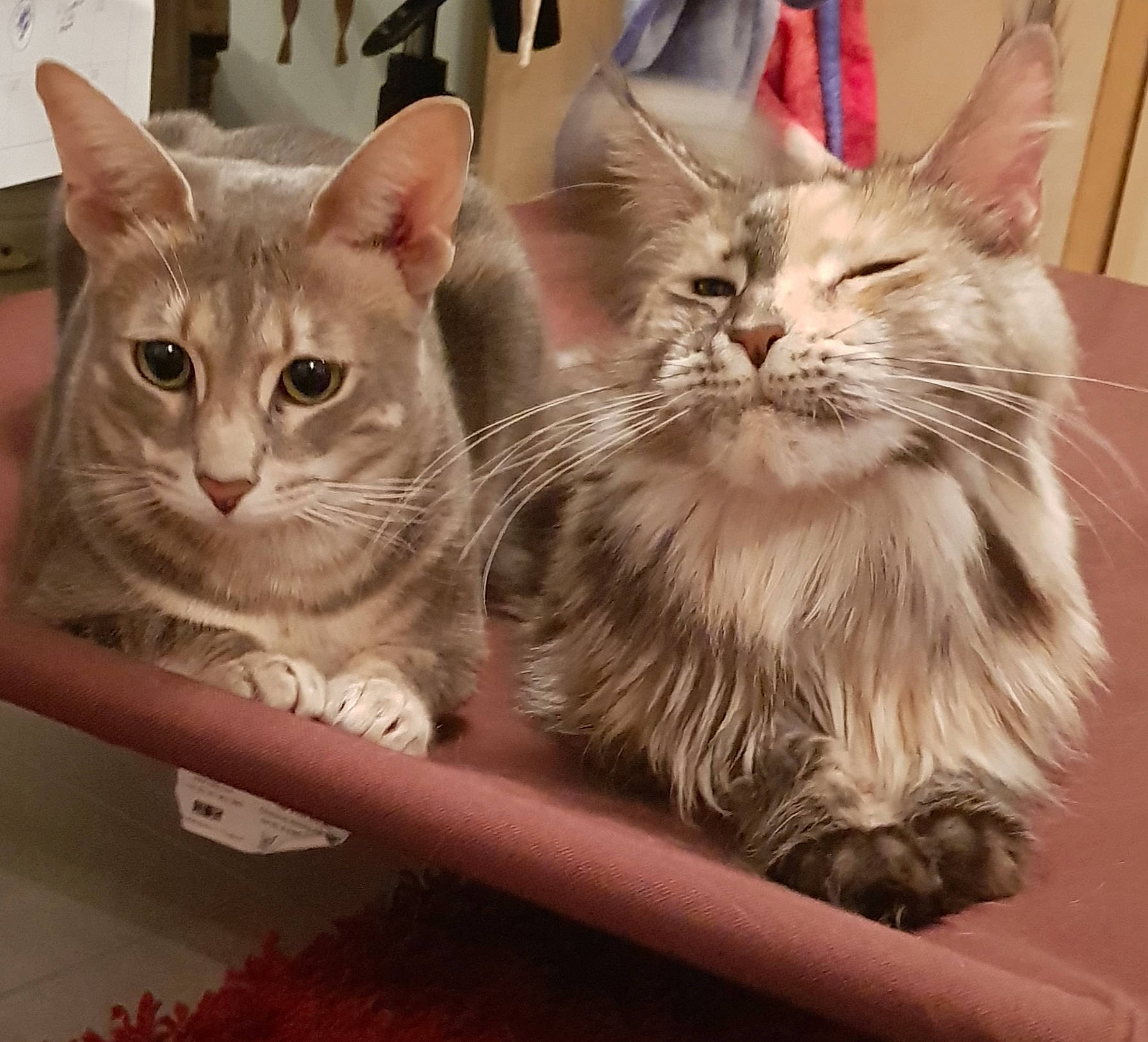 Marble And Lilly is registered to the contest to win money with this photo: beige, carnivore, cat, felidae, fur, pet_supply, small_to_medium_sized_cats, snout, vertebrate, whiskers