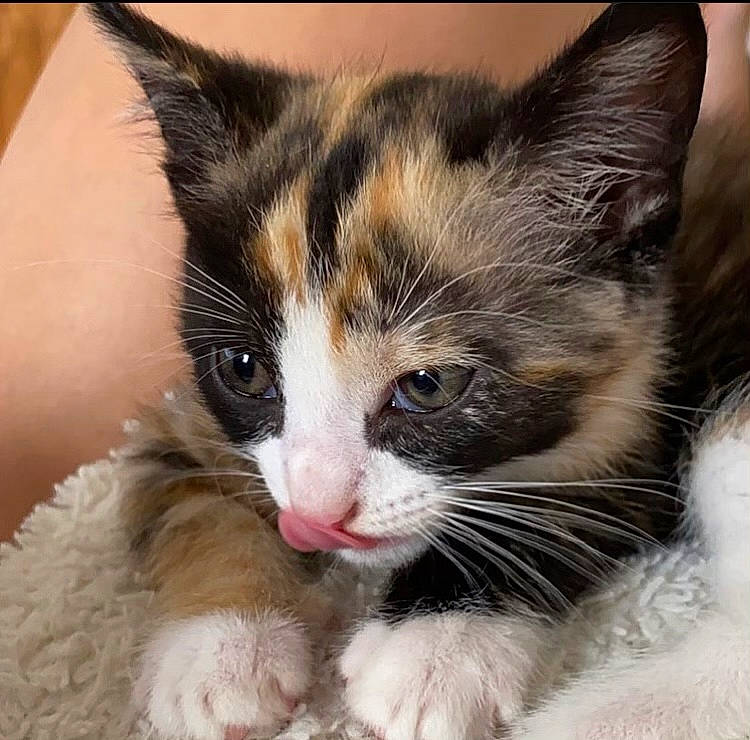 Ria participe au concours pour gagner de l'argent avec cette photo : american_wirehair, carnivore, cat, close_up, domestic_short_haired_cat, ear, european_shorthair, eye, felidae, fur, iris, kitten, mammal, nose, polydactyl_cat, skin, small_to_medium_sized_cats, snout, vertebrate, whiskers