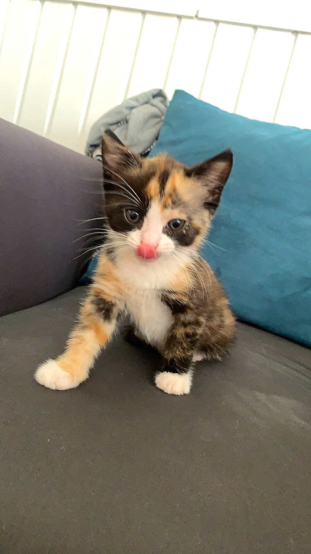 Ria a rejoint le concours — aidez-le/la à gagner de superbes lots ! aegean_cat, american_wirehair, asian, carnivore, cat, domestic_short_haired_cat, european_shorthair, fawn, felidae, german_rex, kitten, mammal, munchkin, ojos_azules, polydactyl_cat, small_to_medium_sized_cats, snapshot, tail, vertebrate, whiskers