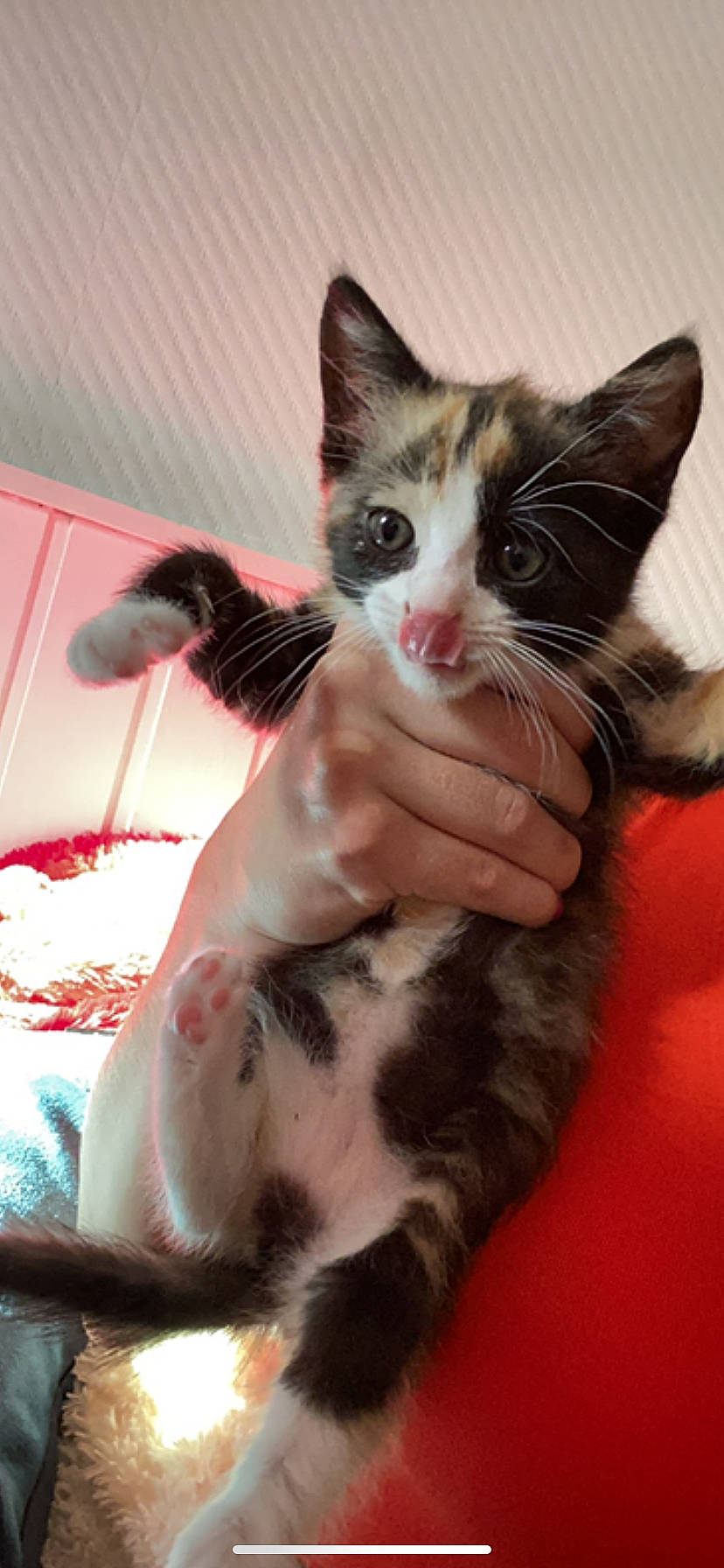 Ria participe au concours pour gagner de l'argent avec cette photo : american_shorthair, american_wirehair, asian, carnivore, cat, claw, domestic_short_haired_cat, european_shorthair, felidae, kitten, mammal, oriental_longhair, polydactyl_cat, small_to_medium_sized_cats, vertebrate, whiskers