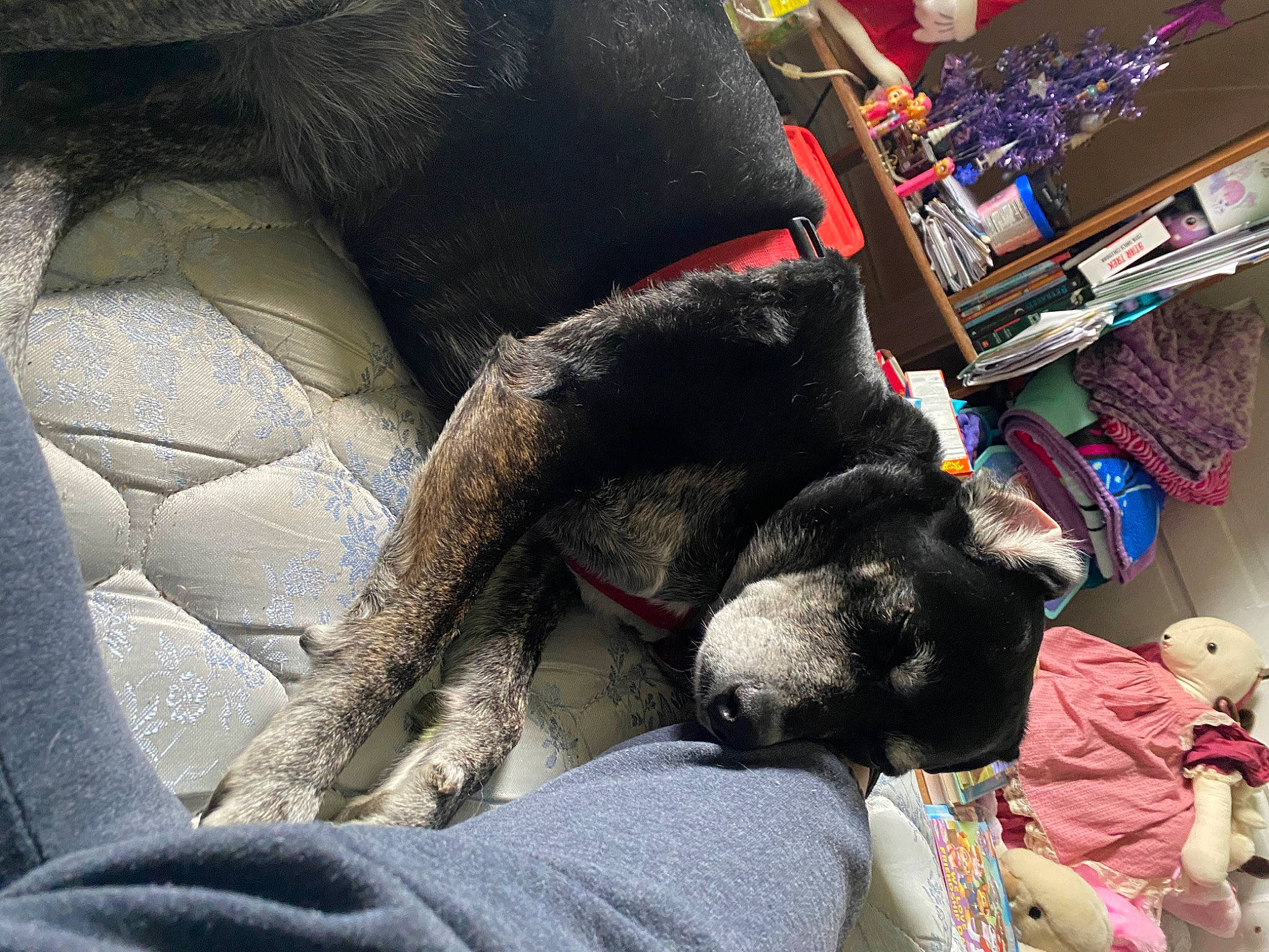 Stargazer joined the competition — help win amazing prizes! canidae, car_seat, carmine, carnivore, comfort, companion_dog, couch, dog, dog_breed, felidae, fur, grey, human_leg, linens, room, small_to_medium_sized_cats, sporting_group, stuffed_toy, tail, toy