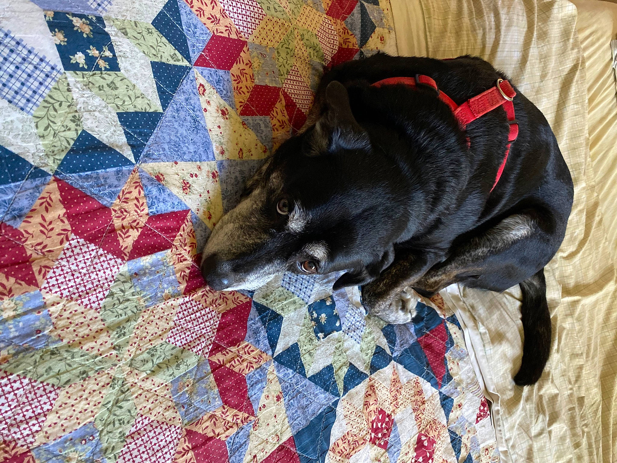 Stargazer is registered to the contest to win money with this photo: art, bedding, carmine, carnivore, comfort, companion_dog, craft, creative_arts, dog, dog_breed, dog_supply, felidae, flooring, linens, needlework, pattern, tail, visual_arts, working_animal, woven_fabric