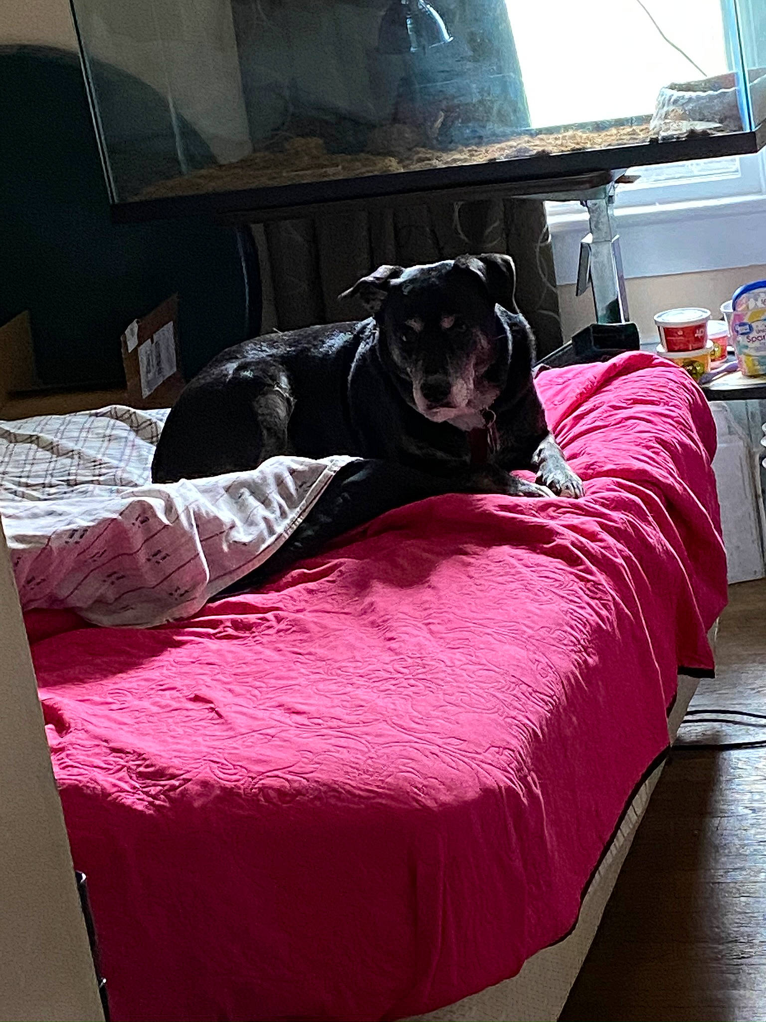 Stargazer is registered to the contest to win money with this photo: bed, bed_frame, bed_skirt, bedding, building, carnivore, comfort, companion_dog, couch, dog, dog_breed, floor, flooring, grey, hardwood, linens, magenta, pink, room, sporting_group