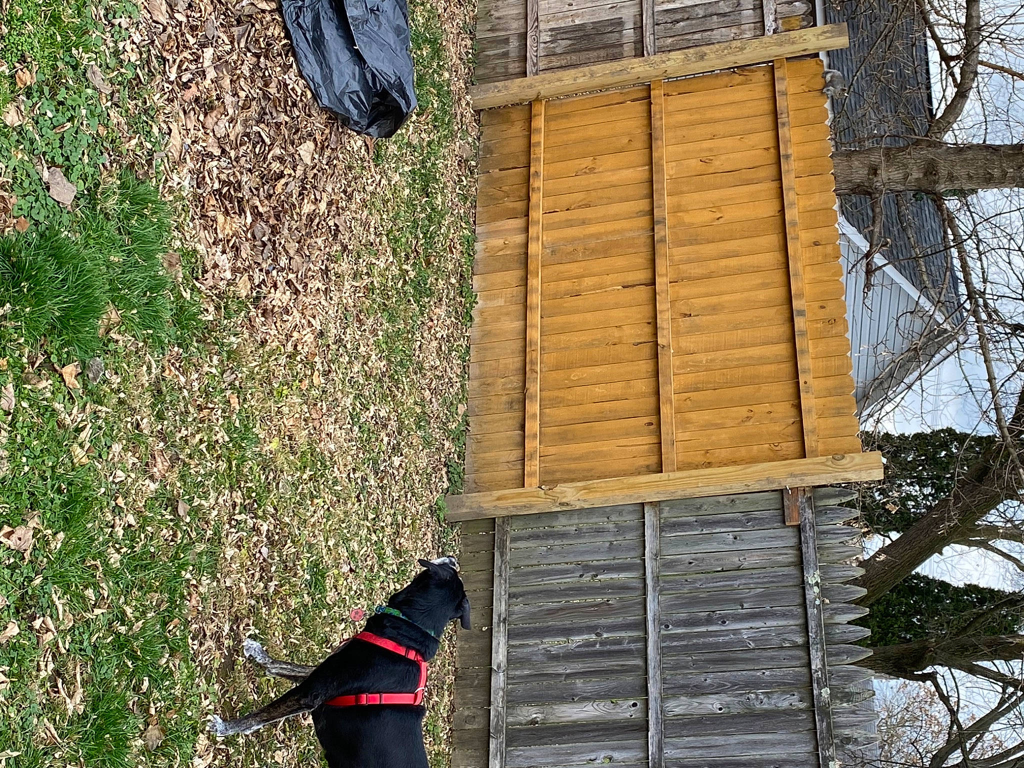 Stargazer joined the competition — help win amazing prizes! building, carmine, carnivore, dog, facade, grass, groundcover, hardwood, plant, shadow, shrub, siding, slope, soil, tail, tints_and_shades, tree, twig, wood, wood_stain