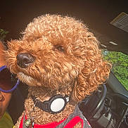 Jordy is registered to the contest to win money with this photo: brown_fur, calm, car_interior, close_up, collar, curly_fur, daylight, dog, gray_shirt, indoor, keys, person_partial, pet, portrait, red_shirt, seat, steering_wheel, sunglasses, sunlight, window