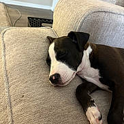 Zorro joined the competition — help win amazing prizes! puppy, dog, sleeping, couch, indoor, relaxed, black_and_white, pet, fur, paw, nose, cozy, home, animal, mammal, resting, cute, domestic, young, nap