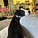 Zorro