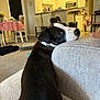 Zorro joined the competition — help win amazing prizes! dog, black_and_white, couch, living_room, kitchen, dining_table, chair, carpet, home, pet, resting, looking_back, cozy, interior, furniture, domestic, indoor, relaxed, curious, animal