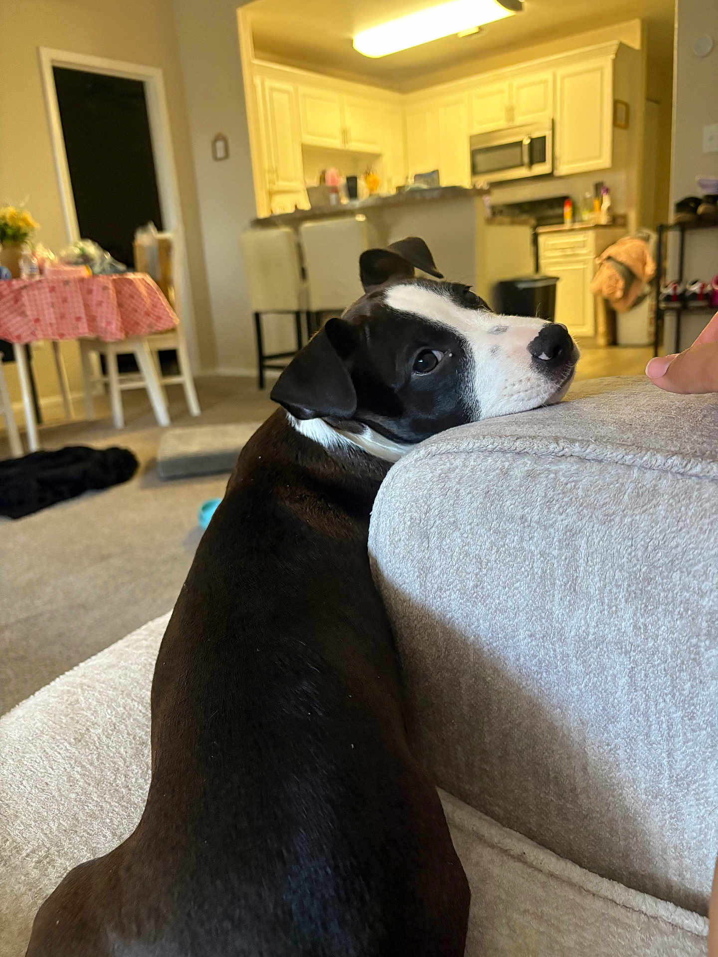 Zorro joined the competition — help win amazing prizes! dog, black_and_white, couch, living_room, kitchen, dining_table, chair, carpet, home, pet, resting, looking_back, cozy, interior, furniture, domestic, indoor, relaxed, curious, animal