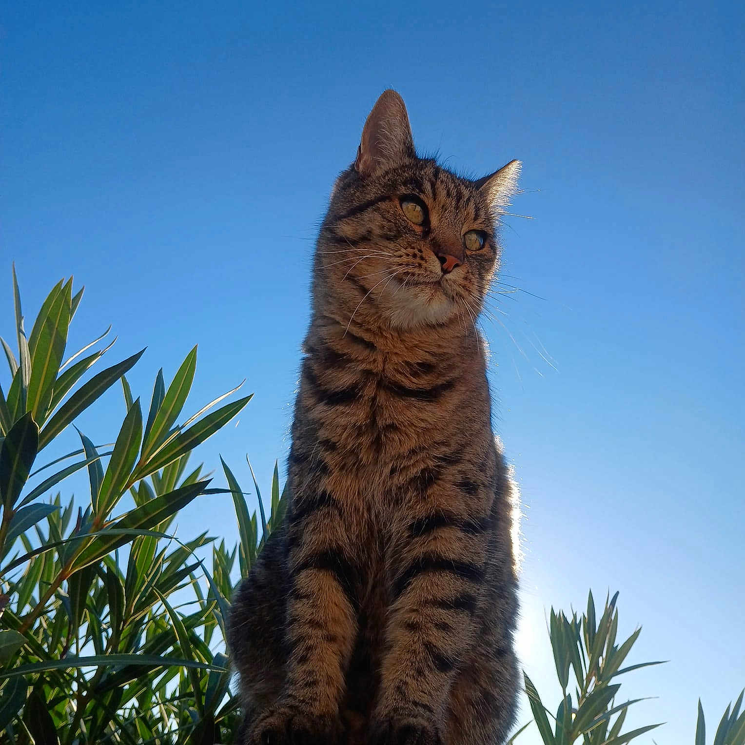 Gino a rejoint le concours — aidez-le/la à gagner de superbes lots ! animal, cat, closeup, daylight, ears, feline, fur, greenery, nature, outdoor, peaceful, pet, plants, portrait, serene, sitting, sky, sunlight, tabby_cat, whiskers