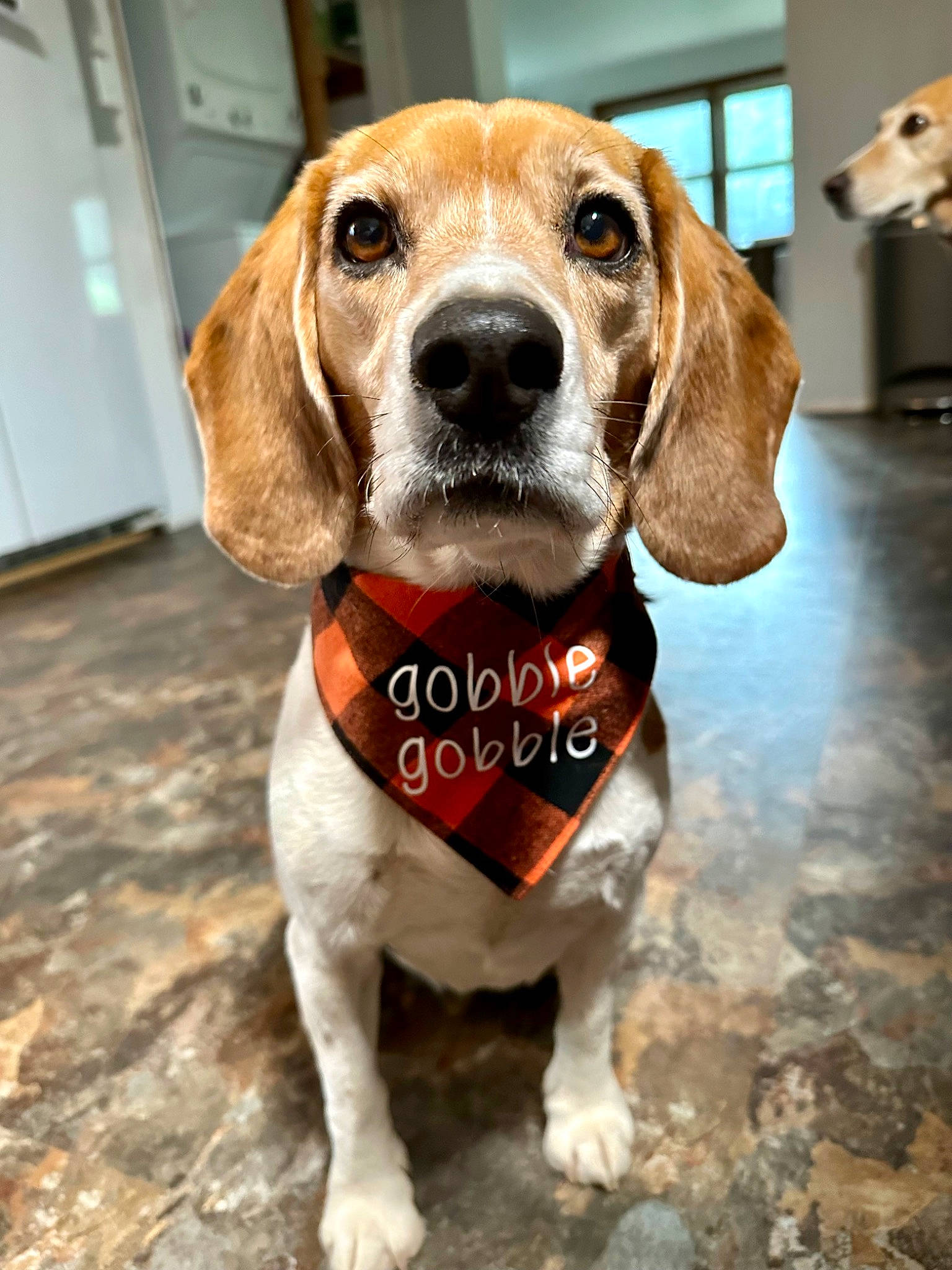 Charlie is registered to the contest to win money with this photo: canidae, carnivore, companion_dog, dog, dog_breed, dog_supply, door, fawn, fur, hubcap, hunting_dog, liver, pet_supply, snout, sporting_group, whiskers, working_animal