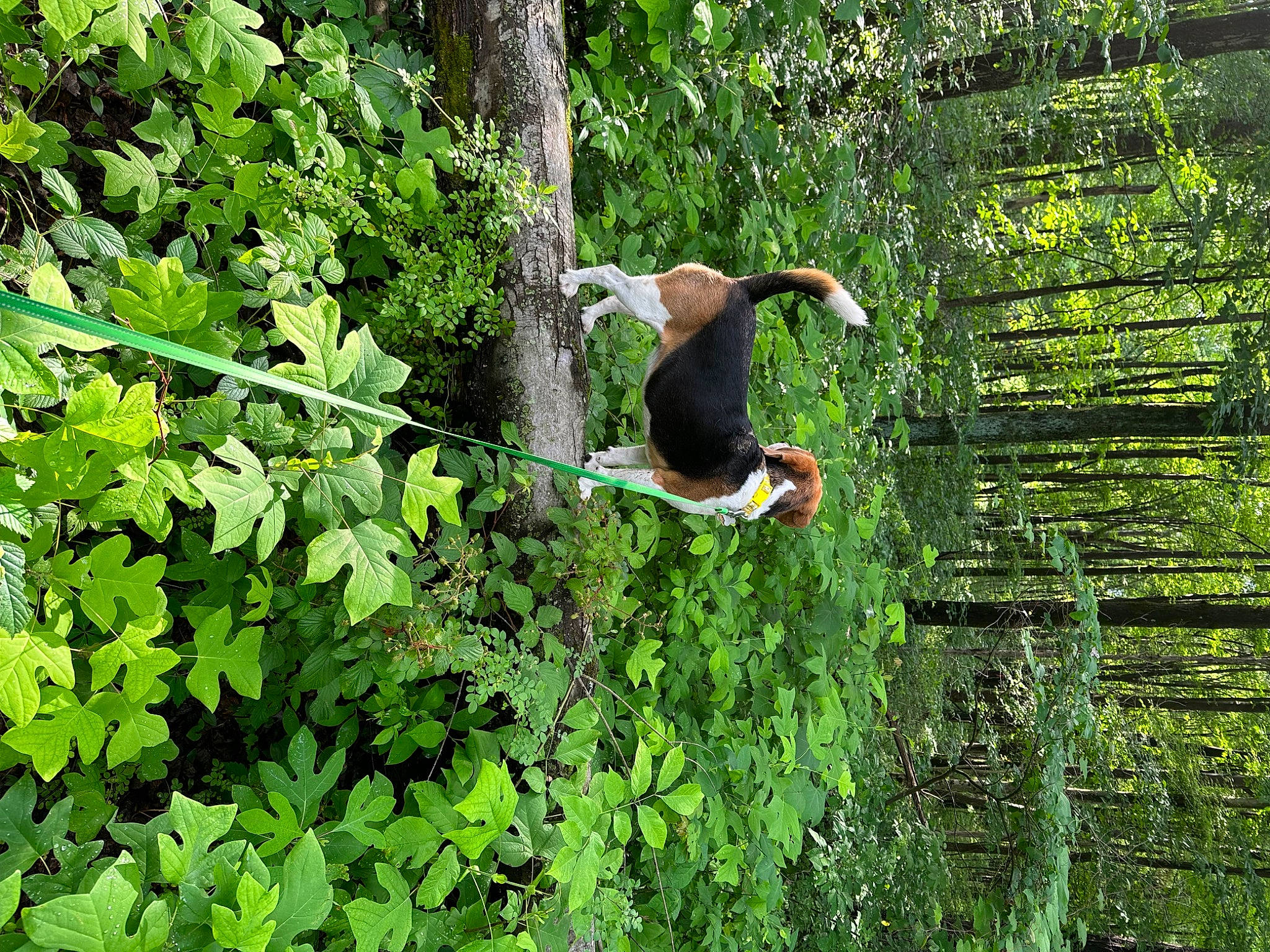 Charlie is registered to the contest to win money with this photo: biome, forest, grass, groundcover, jungle, old_growth_forest, people_in_nature, plant, plant_community, rainforest, shrub, soil, temperate_broadleaf_and_mixed_forest, terrestrial_plant, tree, trunk, valdivian_temperate_rain_forest, wood, woodland, woody_plant