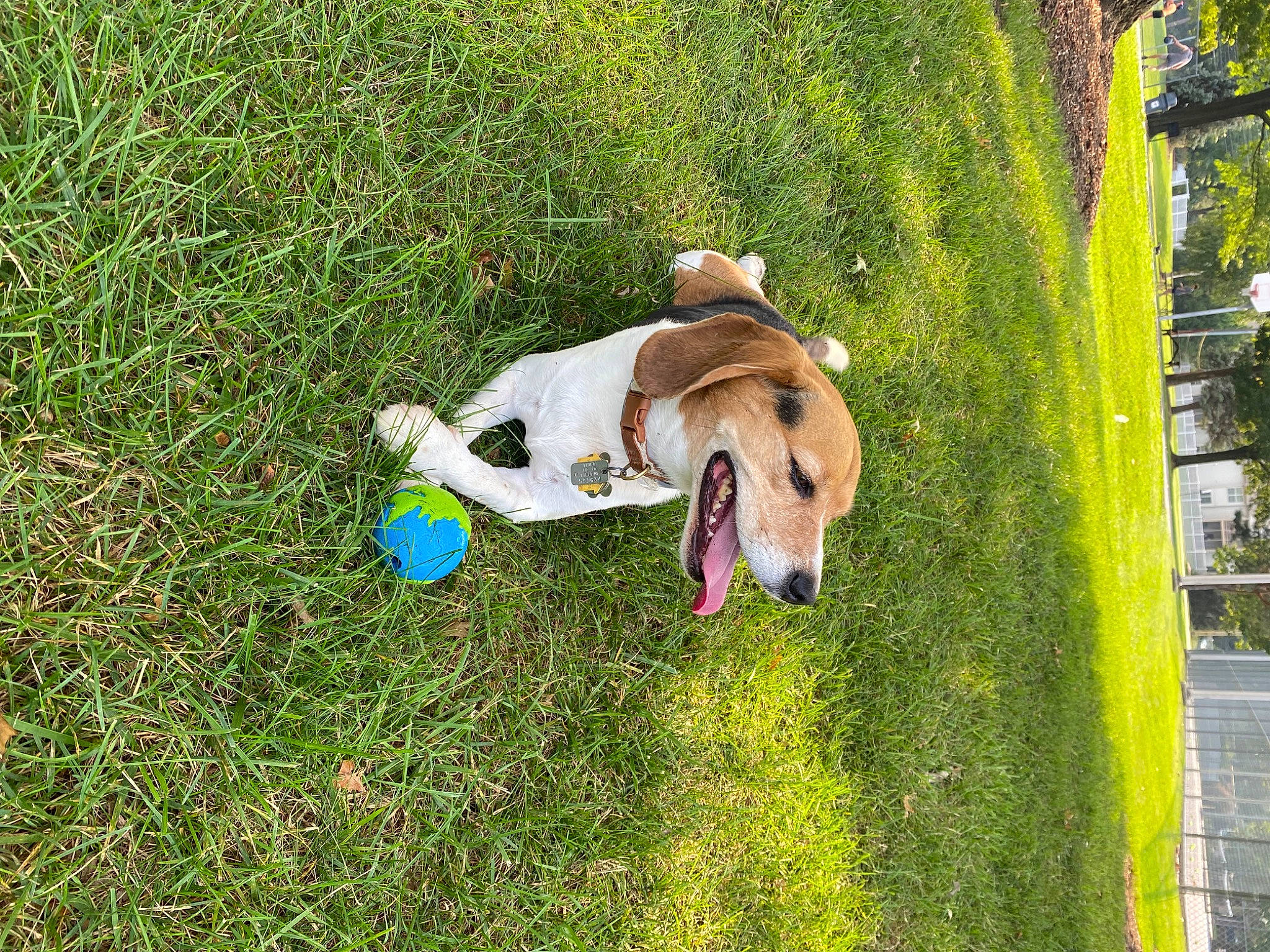 Charlie joined the competition — help win amazing prizes! canidae, carnivore, companion_dog, dog, dog_breed, dog_supply, fawn, grass, grassland, groundcover, lawn, leisure, pasture, plant, recreation, sporting_group, tail, toy, toy_dog, working_animal