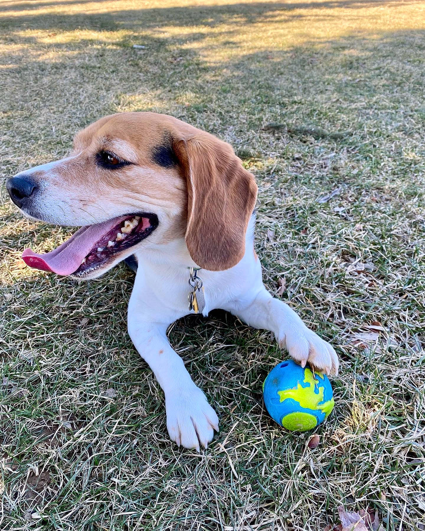 Charlie is registered to the contest to win money with this photo: ball, canidae, carnivore, collar, companion_dog, dog, dog_breed, dog_collar, dog_supply, fawn, grass, gun_dog, people_in_nature, pet_supply, plant, snout, sporting_group, sports_equipment, sports_toy, tail