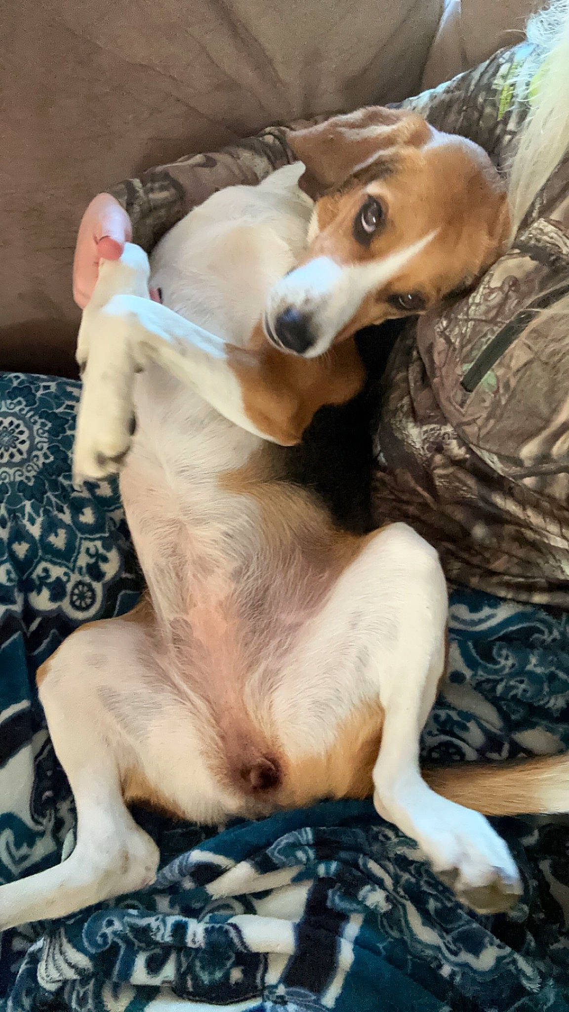 Bailey is registered to the contest to win money with this photo: ancient_dog_breeds, canidae, carnivore, collar, companion_dog, dog, dog_breed, dog_collar, dog_supply, fawn, fur, hound, non_sporting_group, paw, pet_supply, snout, sporting_group, tail, whiskers, working_animal