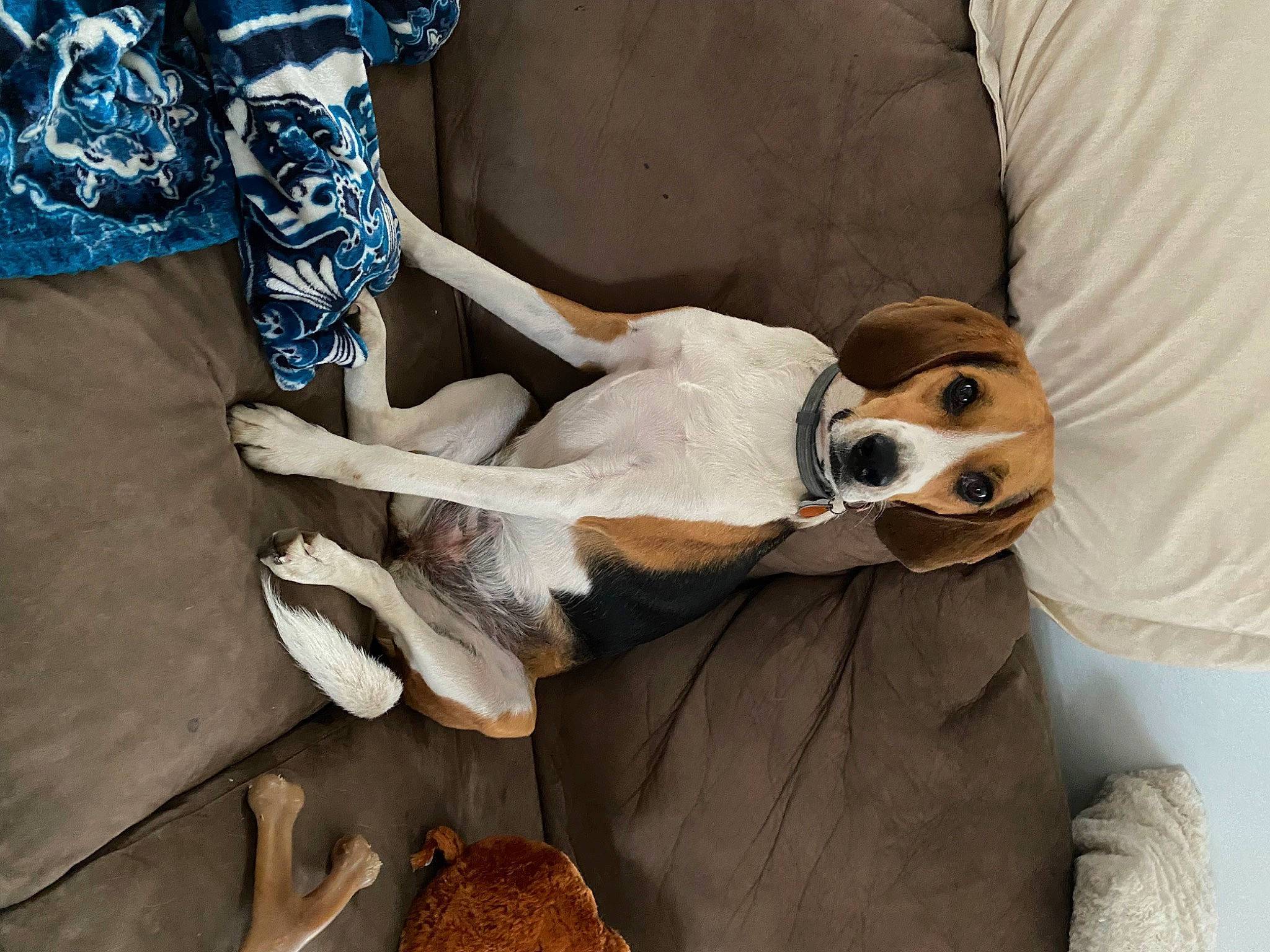 Bailey joined the competition — help win amazing prizes! carnivore, comfort, companion_dog, costume, dog, dog_breed, fawn, fur, human_leg, linens, sitting, sunglasses, textile, wood