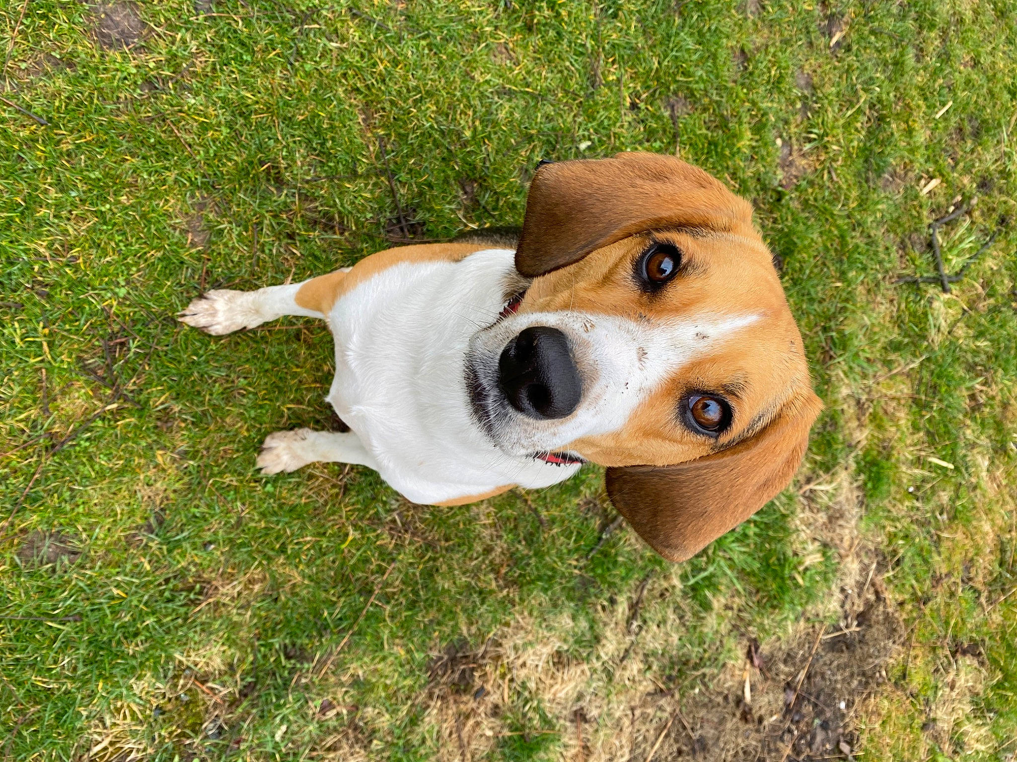 Bailey is registered to the contest to win money with this photo: art, canidae, carnivore, collar, companion_dog, dog, dog_breed, dog_supply, fawn, grass, grassland, hunting_dog, non_sporting_group, snout, sporting_group, terrestrial_animal, toy, working_animal