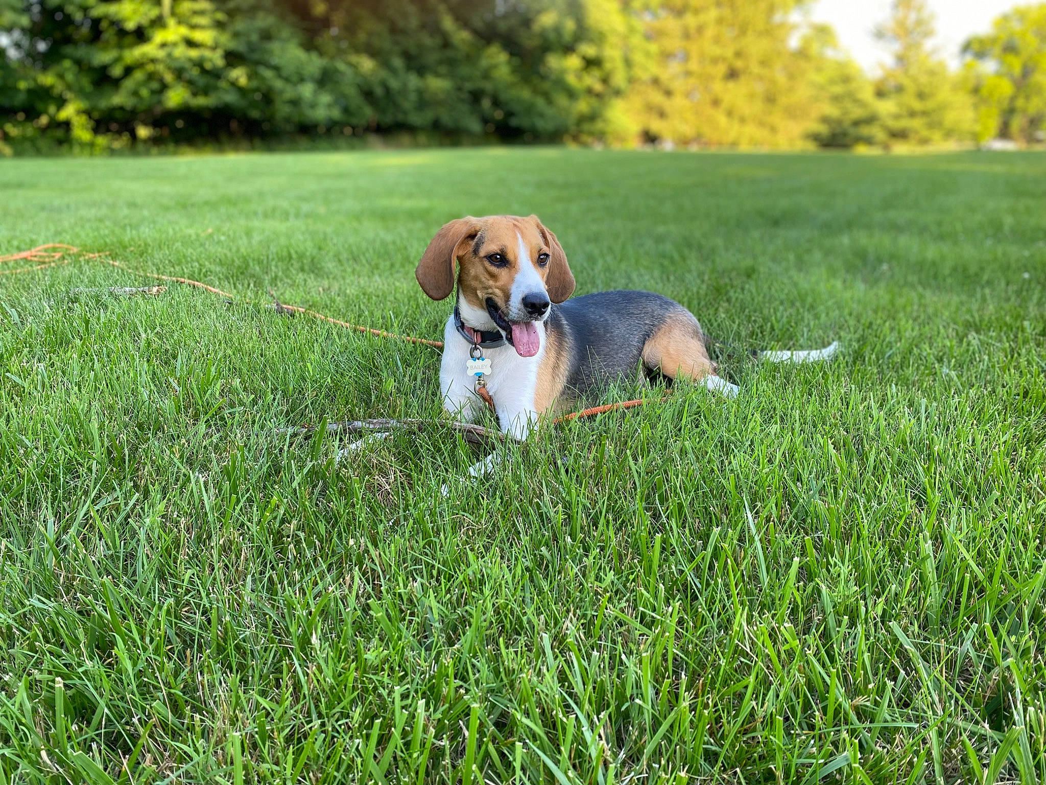 Bailey joined the competition — help win amazing prizes! ball, canidae, carnivore, companion_dog, dog, dog_breed, fawn, grass, grassland, groundcover, hound, landscape, lawn, meadow, plant, prairie, snout, sporting_group, tail, tree