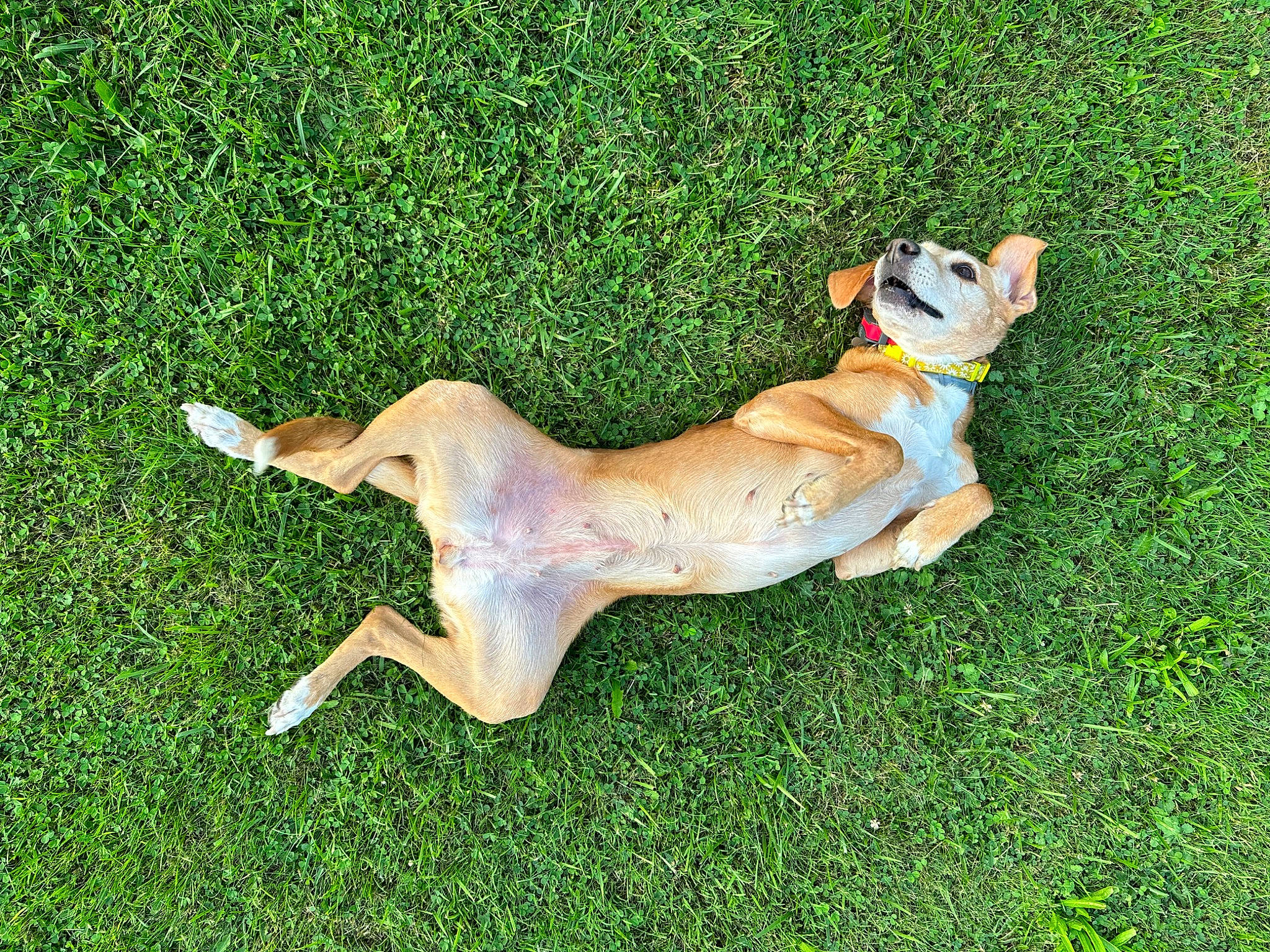 Lily is registered to the contest to win money with this photo: art, canidae, carnivore, companion_dog, dog, dog_breed, dog_supply, fawn, grass, grassland, groundcover, lawn, lure_coursing, non_sporting_group, paw, plant, sporting_group, tail, terrestrial_animal, toy