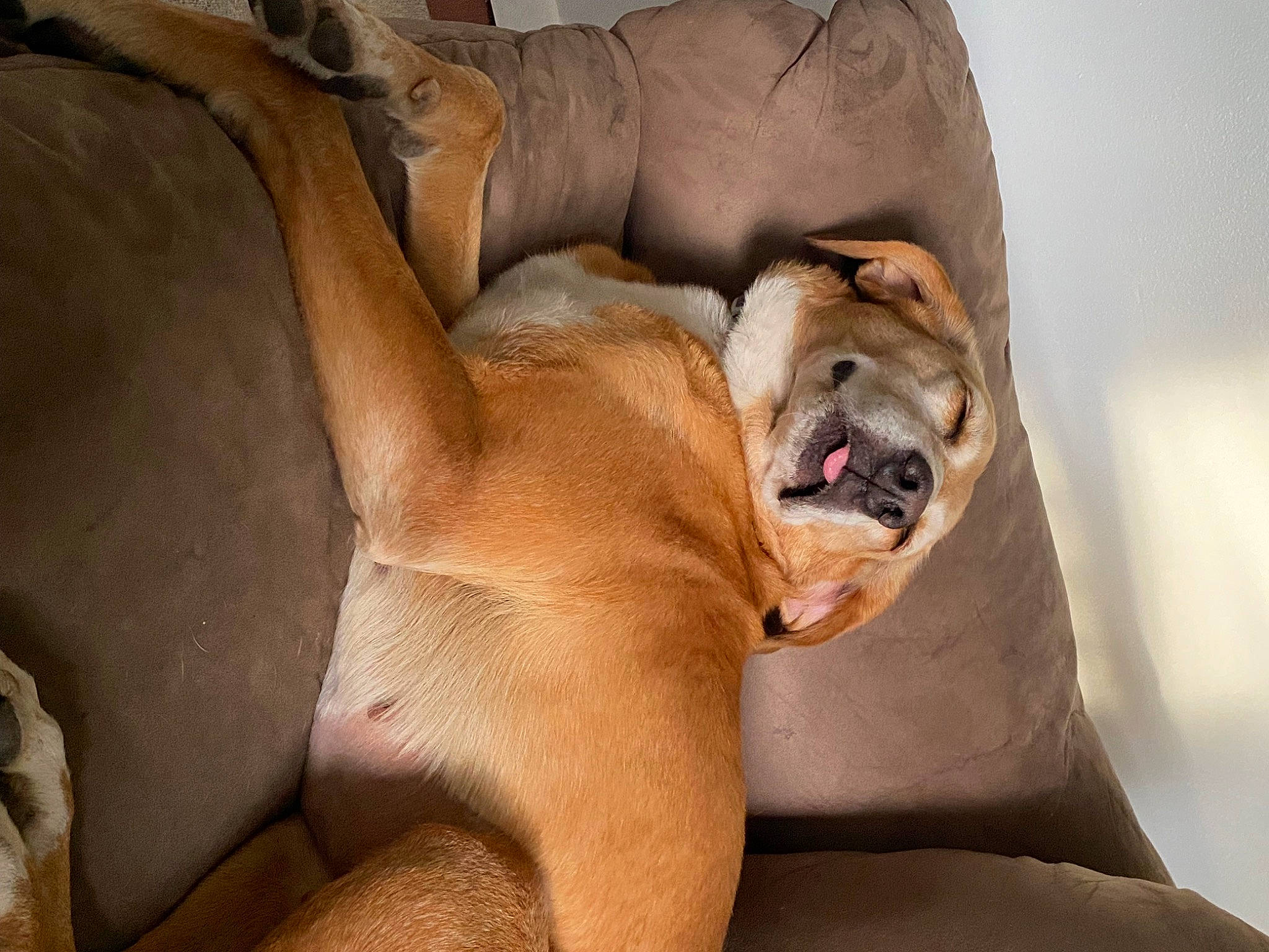 Lily is registered to the contest to win money with this photo: abdomen, art, barechested, bulldog, canidae, carnivore, chest, comfort, companion_dog, dog, dog_breed, fawn, human_leg, molosser, snout, sporting_group, trunk, whiskers, working_animal, wrinkle