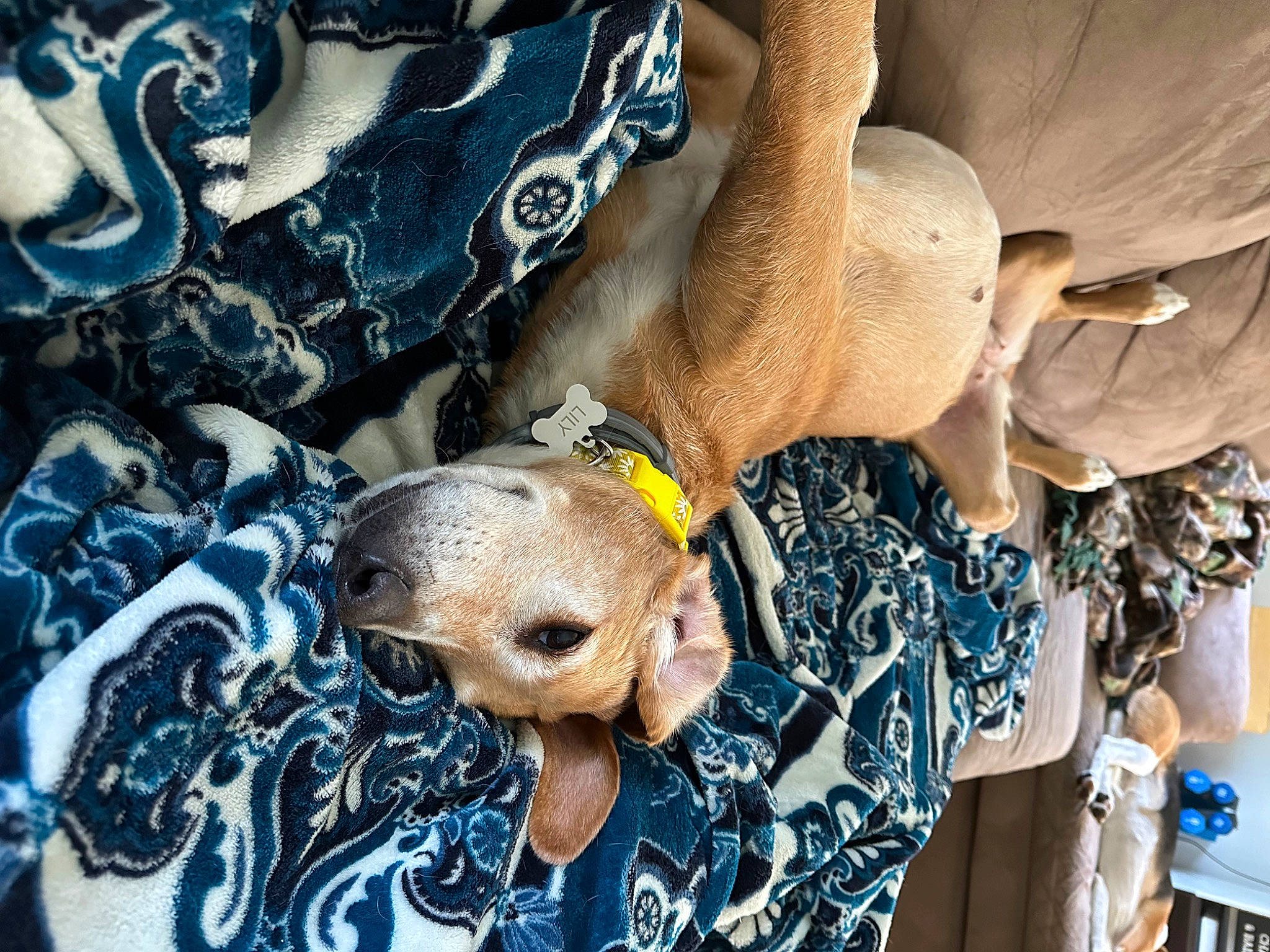 Lily is registered to the contest to win money with this photo: art, blue, canidae, carnivore, companion_dog, dog, dog_breed, electric_blue, fawn, fur, head, pattern, plush, puppy, snout, sporting_group, stuffed_toy, toy, working_animal