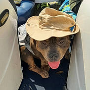 Bubba is registered to the contest to win money with this photo: boat, boat_seat, brown_fur, canine, close_up, companion, croc_shoes, dog, hat, outdoor, paws, pet, pitbull, portrait, relaxed, summer, sunhat, tongue_out, towel, wide_brim_hat