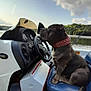 Bubba is registered to the contest to win money with this photo: animal, boat, canine, captain, cloud, cooler, dashboard, dog, fishing_rod, lake, outdoors, pet, red_collar, seat, sitting, sky, steering_wheel, studded_collar, trees, water