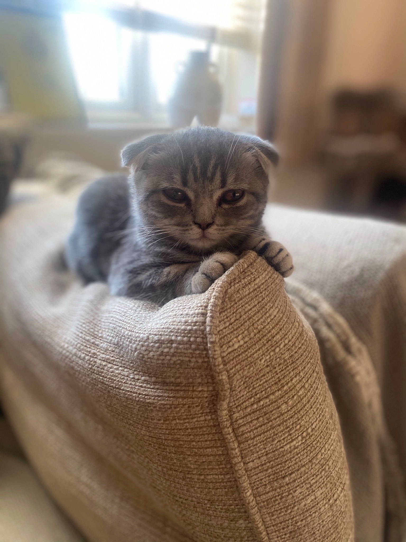 Margot joined the competition — help win amazing prizes! carnivore, cat, cat_supply, comfort, domestic_short_haired_cat, fawn, felidae, fur, grey, scottish_fold, sitting, small_to_medium_sized_cats, snout, tail, terrestrial_animal, whiskers, wood