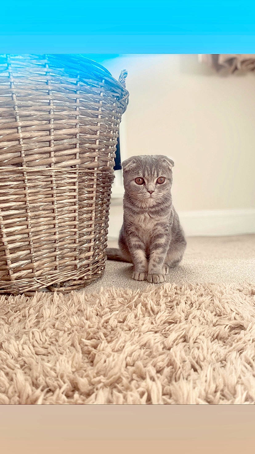 Margot joined the competition — help win amazing prizes! basket, carnivore, cat, domestic_short_haired_cat, drinkware, felidae, flooring, grey, laundry_basket, pet_supply, rectangle, sitting, small_to_medium_sized_cats, storage_basket, tail, terrestrial_animal, waste_container, whiskers, wicker, wood
