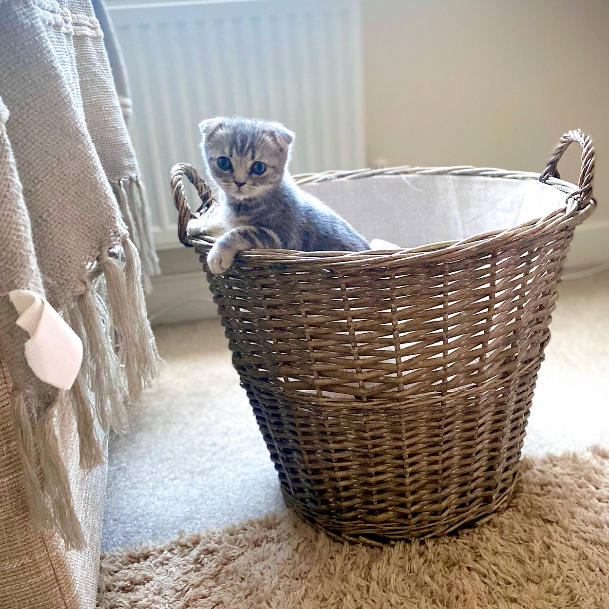 Margot joined the competition — help win amazing prizes! basket, bucket, event, flooring, fur, hardwood, home_accessories, household_supply, laundry_basket, linens, metal, picnic_basket, product, sculpture, still_life_photography, storage_basket, waste_container, waste_containment, wicker, wood