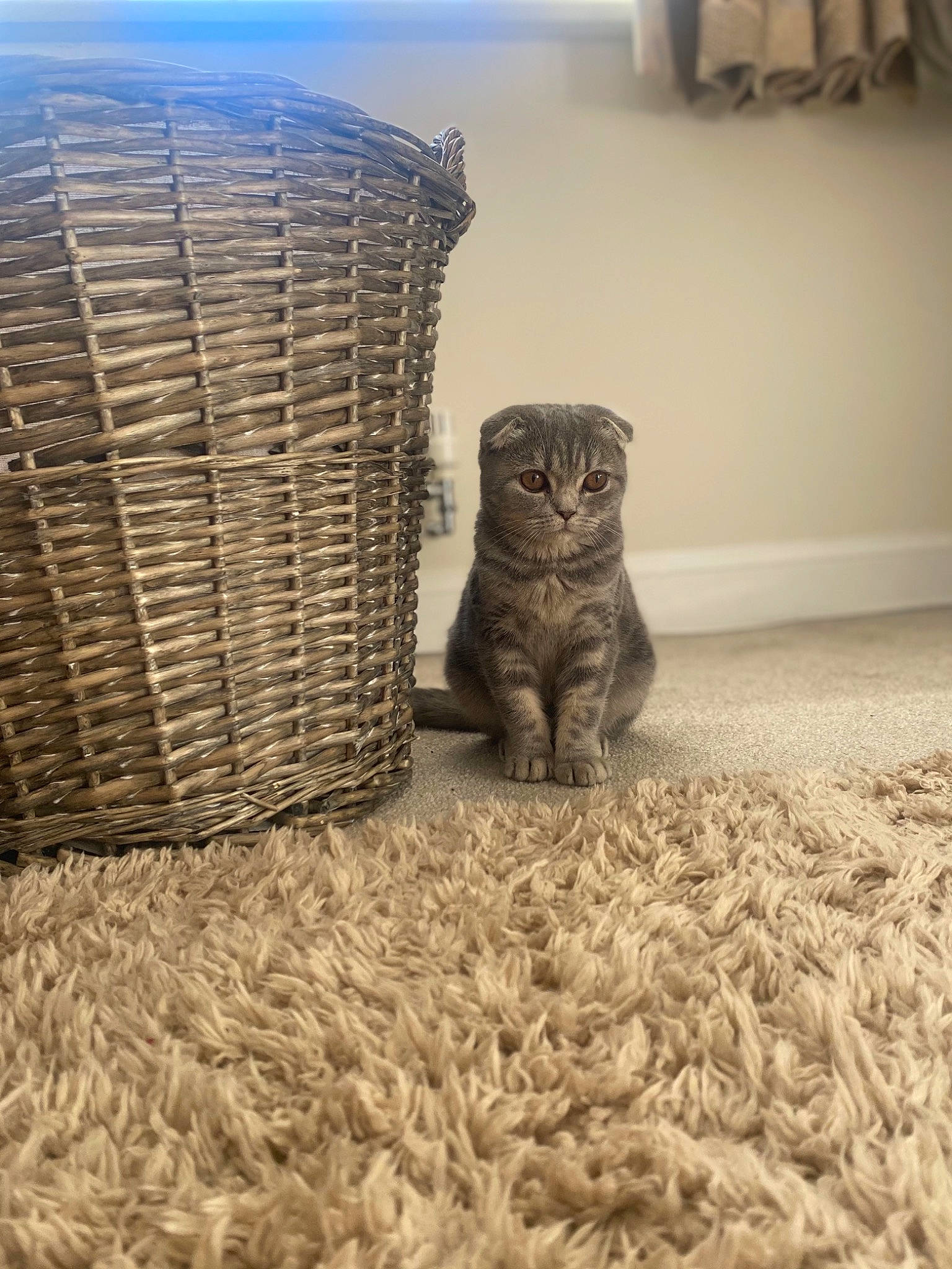 Margot joined the competition — help win amazing prizes! basket, carnivore, cat, domestic_short_haired_cat, drinkware, fawn, felidae, flooring, grass, grey, owl, plant, small_to_medium_sized_cats, snout, soil, storage_basket, tail, terrestrial_animal, whiskers, wood