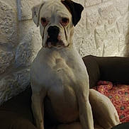 Nala a rejoint le concours — aidez-le/la à gagner de superbes lots ! american_bulldog, boxer, bulldog, bully_kutta, canidae, carnivore, cordoba_fighting_dog, dog, dog_breed, dogo_argentino, dogo_guatemalteco, dorset_olde_tyme_bulldogge, fawn, mammal, molosser, non_sporting_group, rare_breed_dog, snout, valley_bulldog, vertebrate