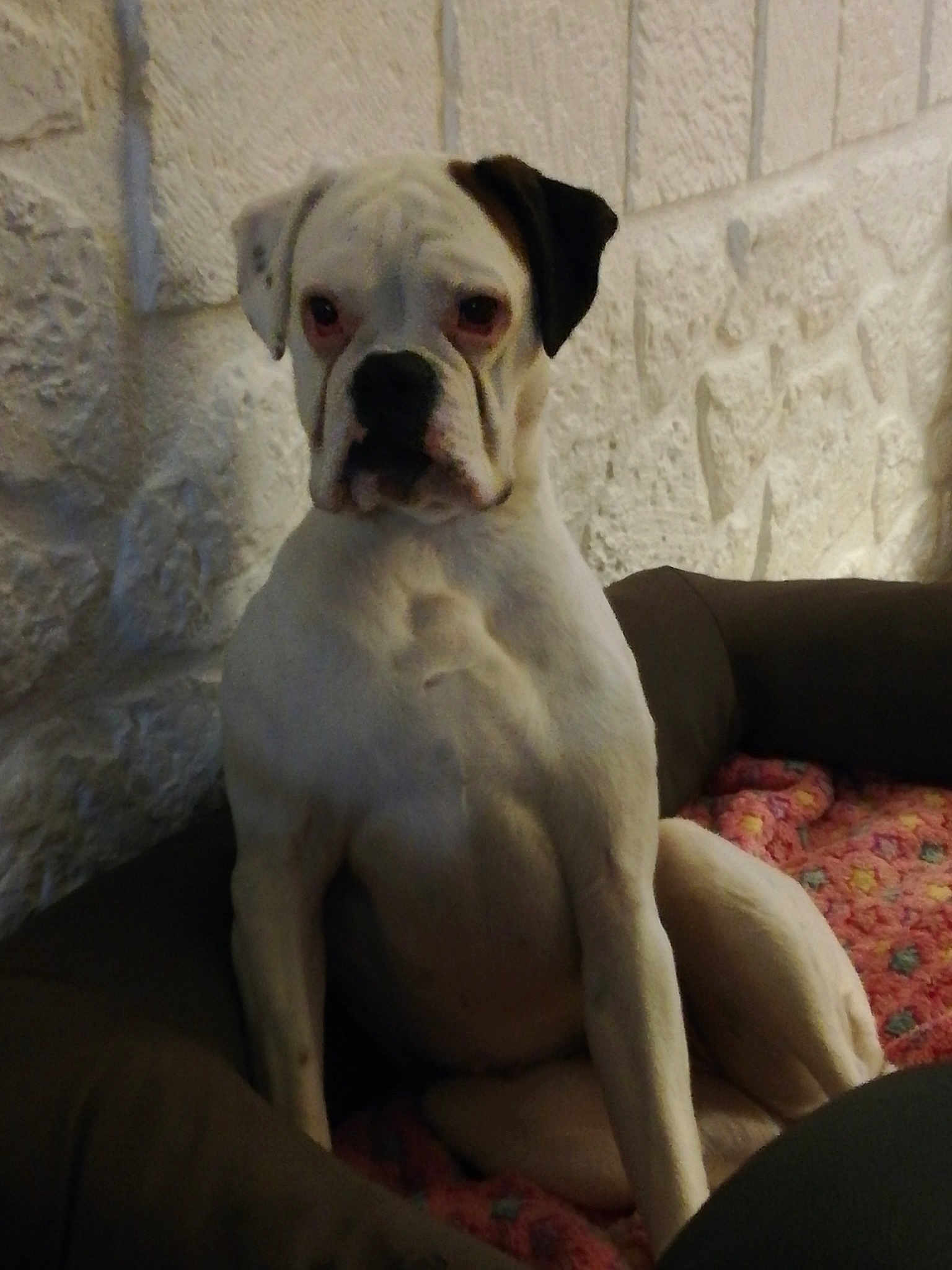 Nala